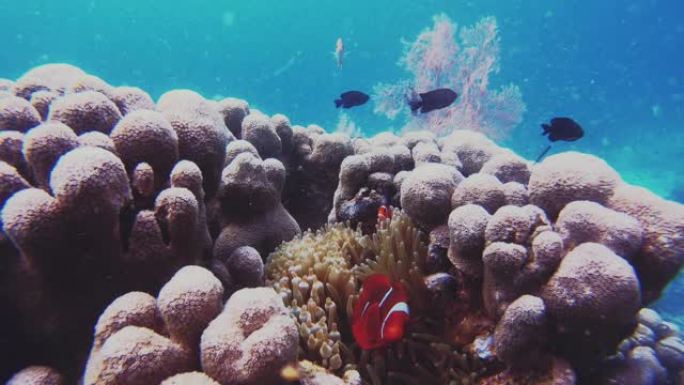 直到你看到小丑鱼，你才看到珊瑚礁