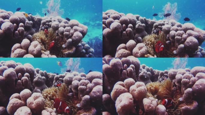 直到你看到小丑鱼，你才看到珊瑚礁