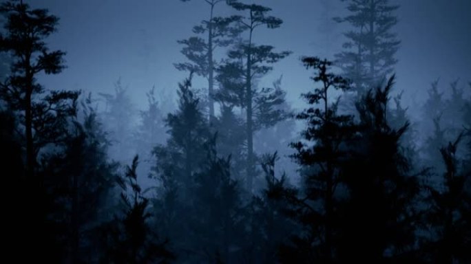 松木中的雾阴森氛围灰暗阴暗树木