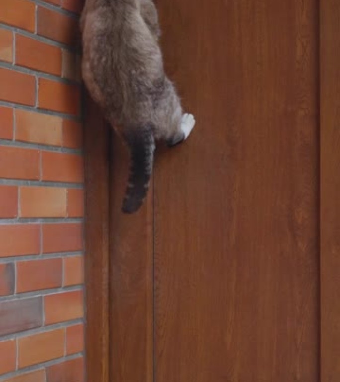 一只猫跳上门把手进入房子的SLO MO垂直镜头