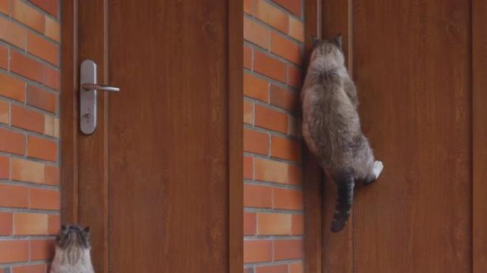一只猫跳上门把手进入房子的SLO MO垂直镜头