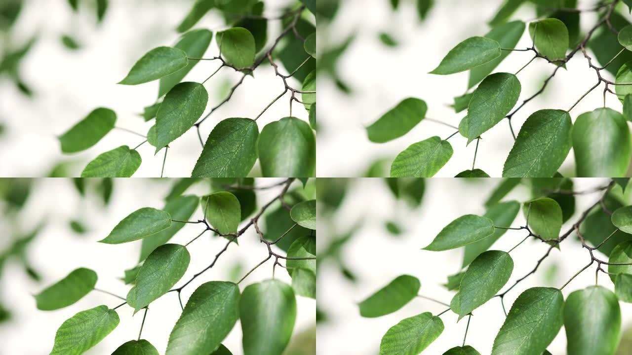 绿叶-散焦背景特写展示树枝绿植绿叶