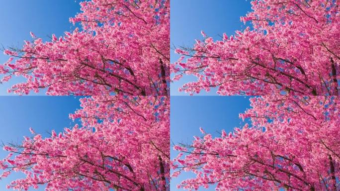 春天的粉红色樱花天空浪漫花朵