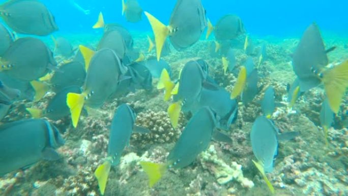 水下: 在热带珊瑚礁生态系统中游泳的剃刀鱼的浅滩