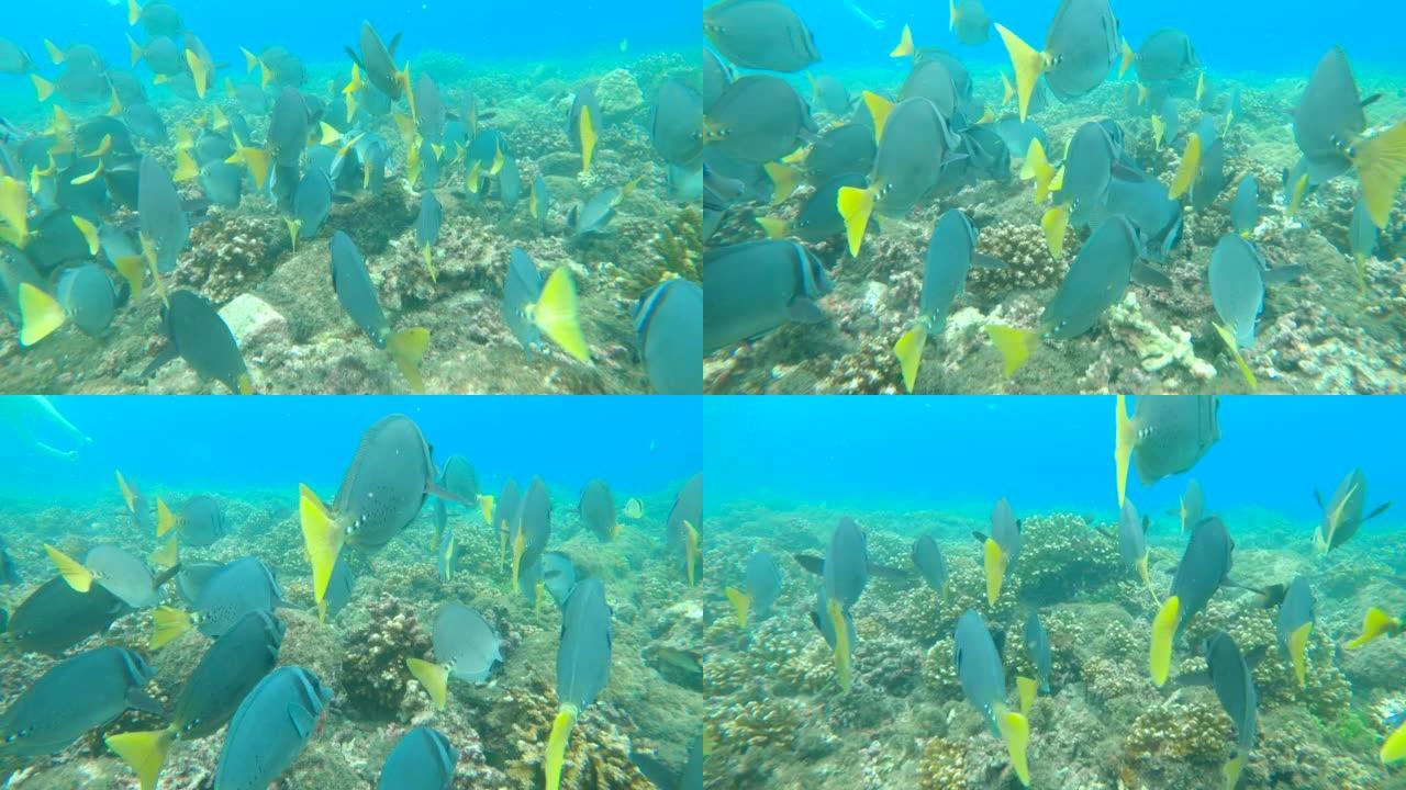 水下: 在热带珊瑚礁生态系统中游泳的剃刀鱼的浅滩