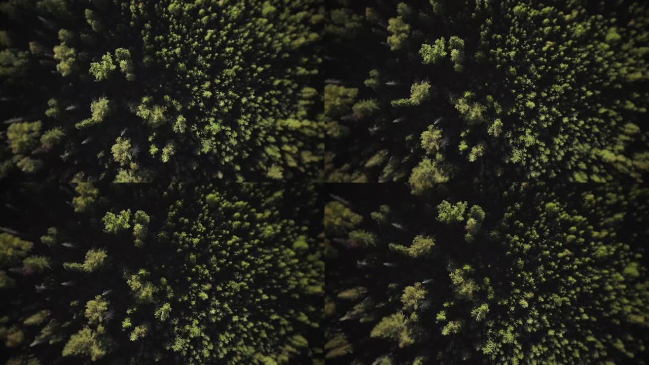 飞越黑暗的松树林松树林俯拍常绿植物针叶林
