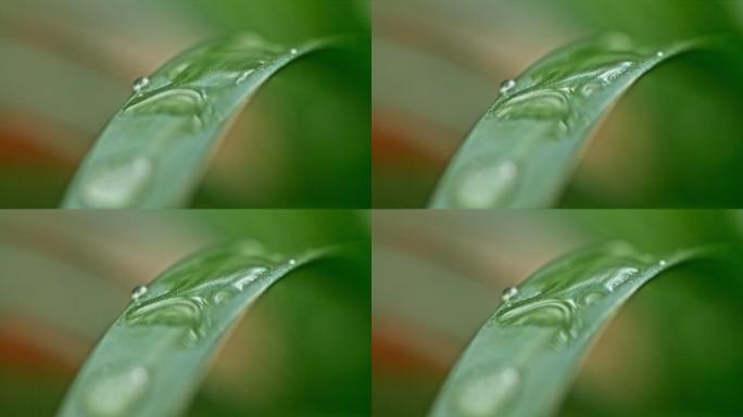 超级SLO MO特写大量水滴在狭窄的绿叶表面，水滴滴下来，变成大滴