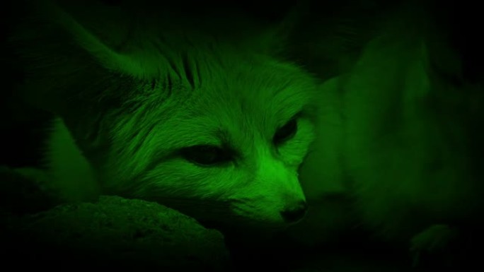 夜景洞穴狐狸由她的伴侣加入