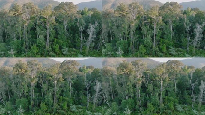 在亚热带温带雨林中，空中近距离平移了美丽的高大树木。气候变化