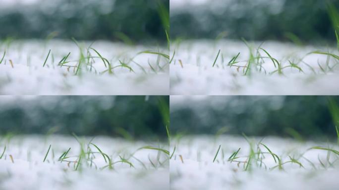 草地上的积雪雪林雪景雾淞雪花