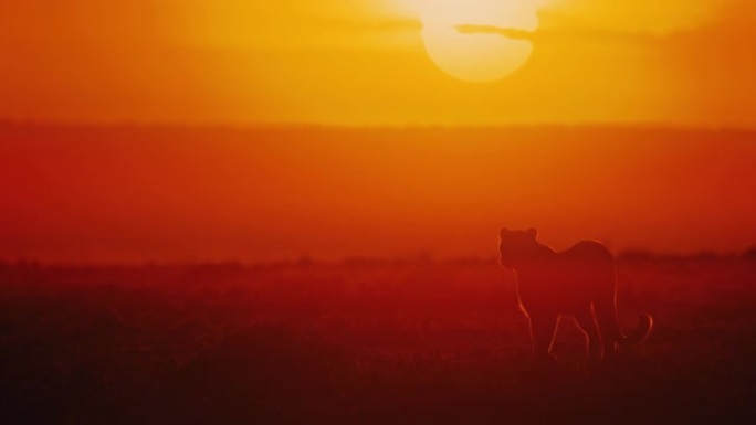 日落时慢动作剪影豹子在橙色野生动物保护区行走