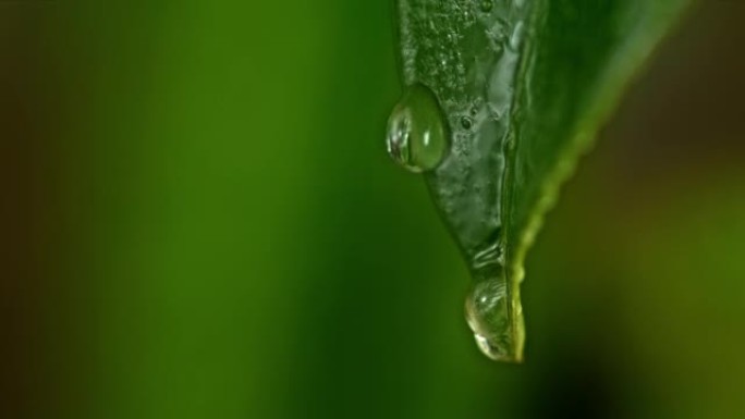 超级SLO MO ECO液滴从叶子上滴下来