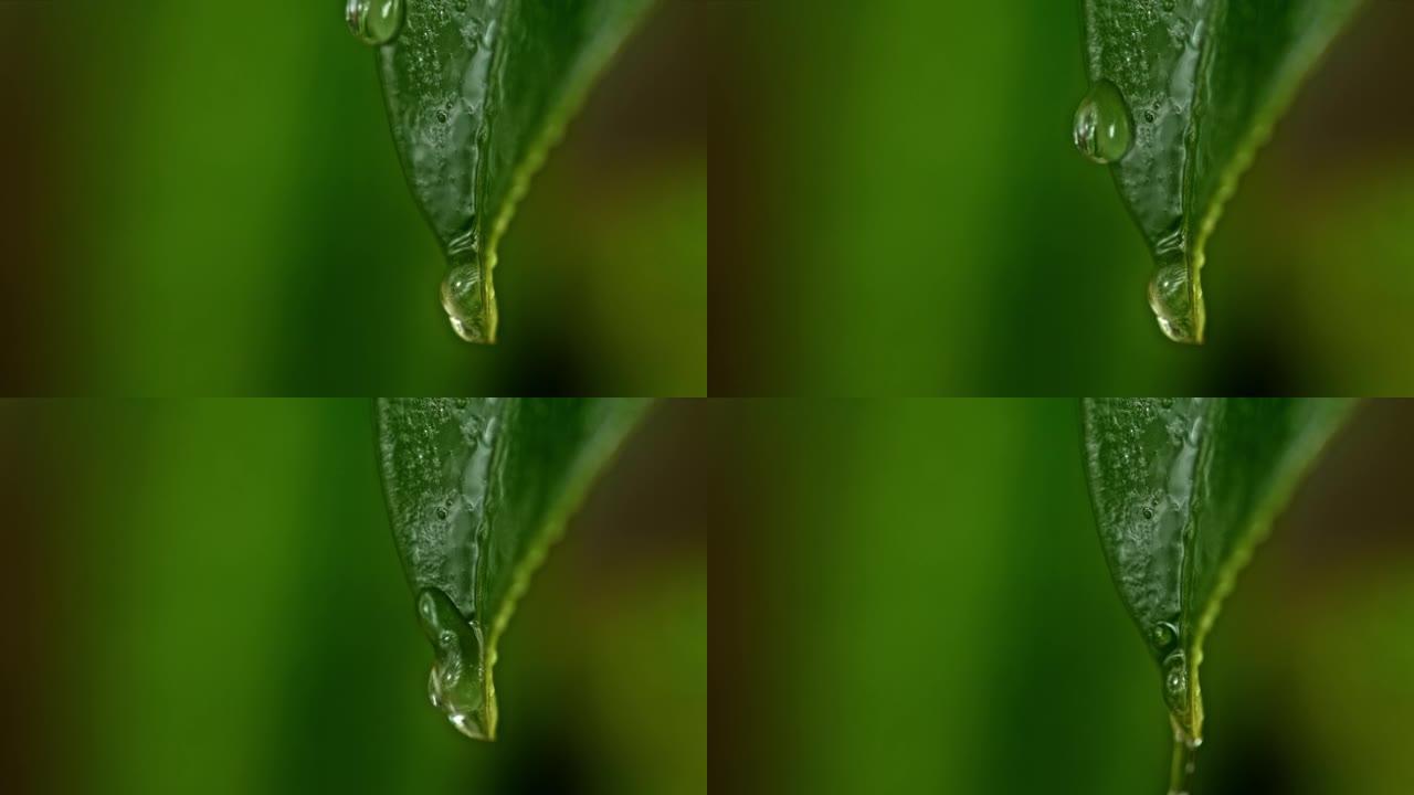 超级SLO MO ECO液滴从叶子上滴下来