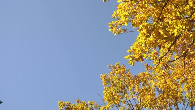 秋天的黄叶金色的仰视蓝天无云