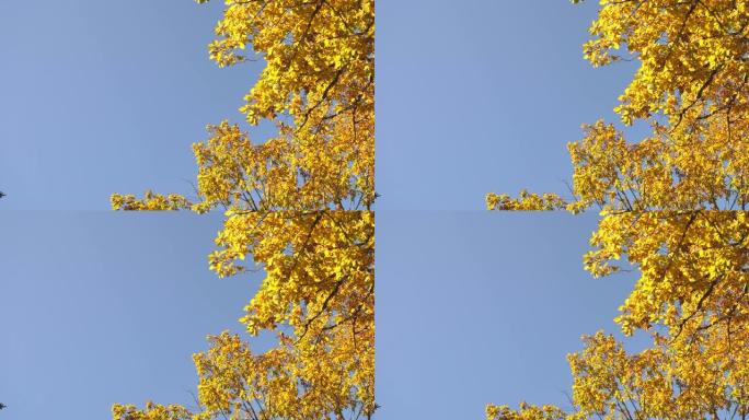 秋天的黄叶金色的仰视蓝天无云