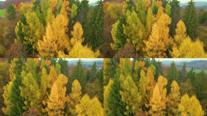 空中: 秋天森林的怀抱中落叶松树的巨大金色树冠