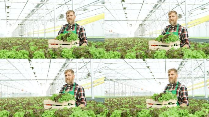园丁的SLO MO肖像，温室里装满了新鲜蔬菜的板条箱