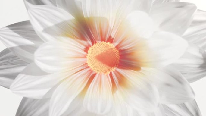 顶视图生长的芽彩色花和白色花瓣的背景。时间流逝中盛开的美丽植物。视频浪漫和自然的背景婚礼一个柔软的大