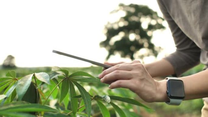 农民在农场中使用平板电脑检查植物的生长进度