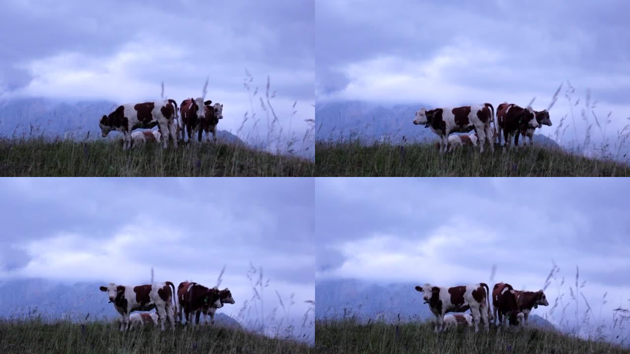 夏天在山上的牛农村畜牧放牛牦牛黄牛水牛