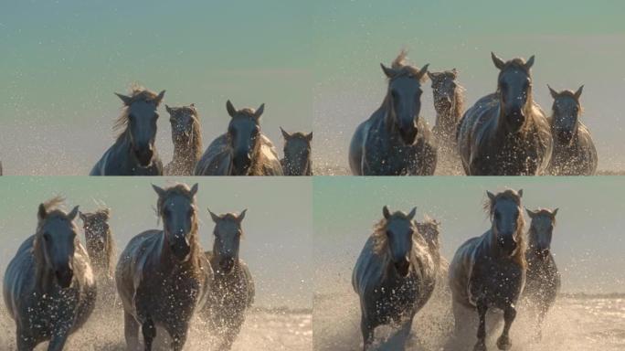 超级慢动作白马在水中奔跑和飞溅
