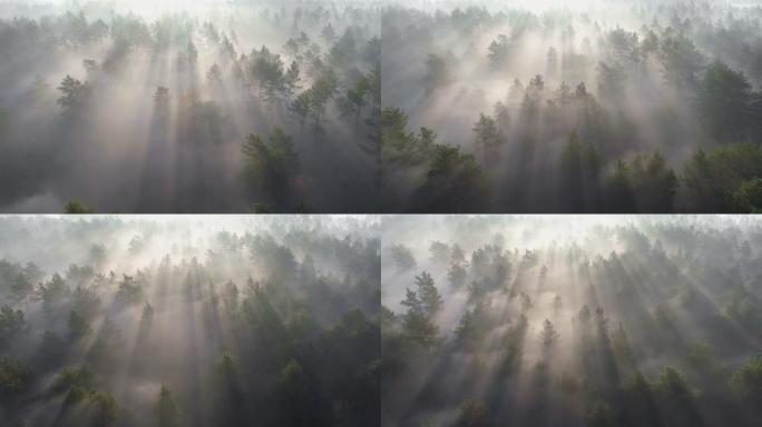 日出时飞越迷雾松树林。阳光在新鲜的早晨穿过树木。空中射击，4K