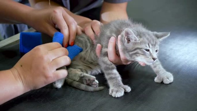 兽医包扎受伤的小猫的腿