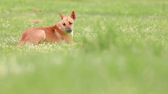 狗在草地上摇晃皮毛