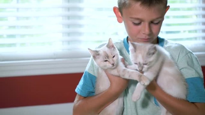 男孩抱着两只蓝色眼睛的白色小猫