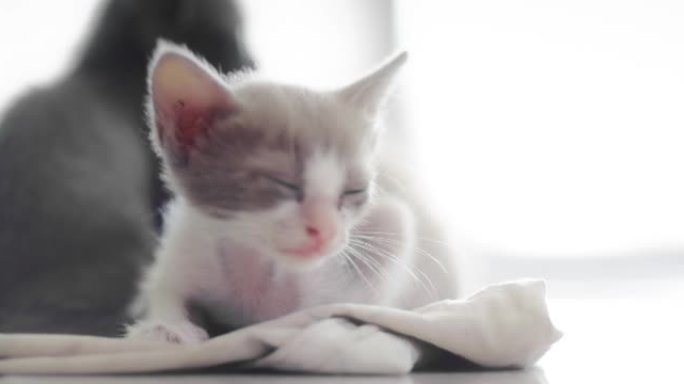睡蓬松的猫萌宠小猫咪特写镜头