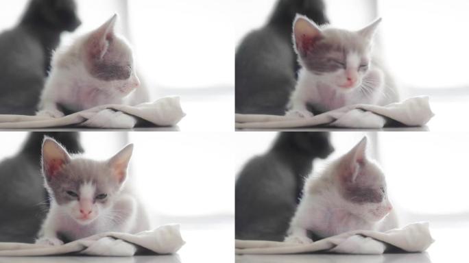 睡蓬松的猫萌宠小猫咪特写镜头
