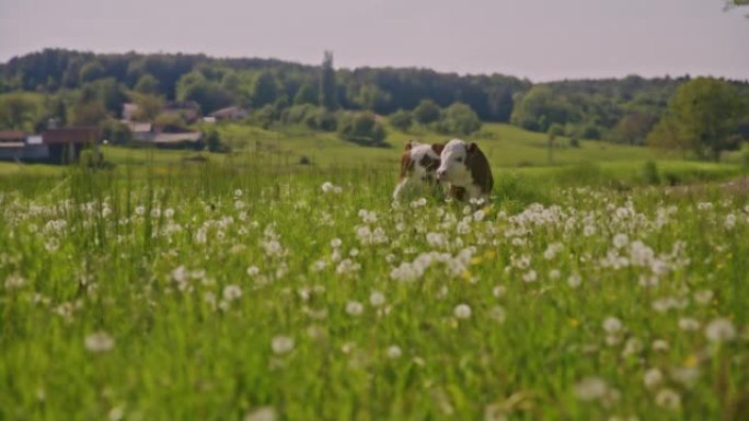 DS年轻的农夫在草地上与小牛犊玩耍