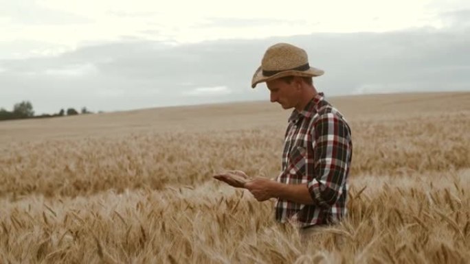 成熟小麦领域的SLO MO农民