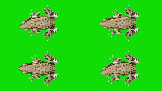 绿色屏幕上的等待青蛙。动物的概念，野生动物，游戏，返校，3d动画，短视频，电影，卡通，有机，色键，人