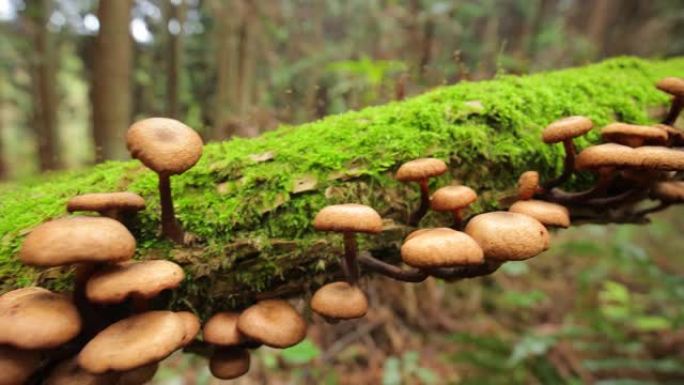 林地长满苔藓的树枝上的蘑菇