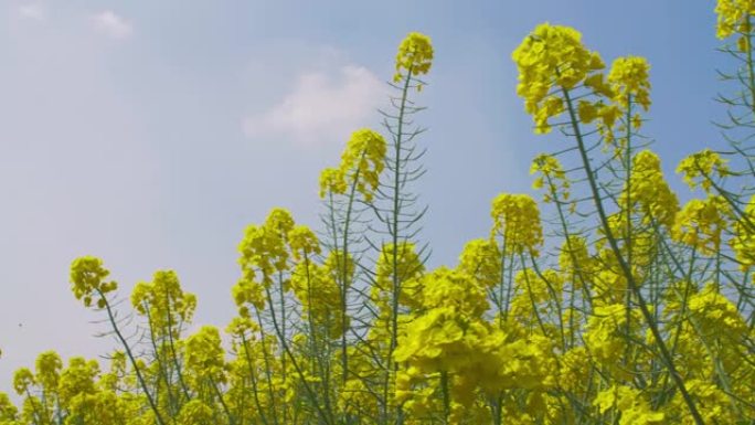 春季油菜籽花油菜花