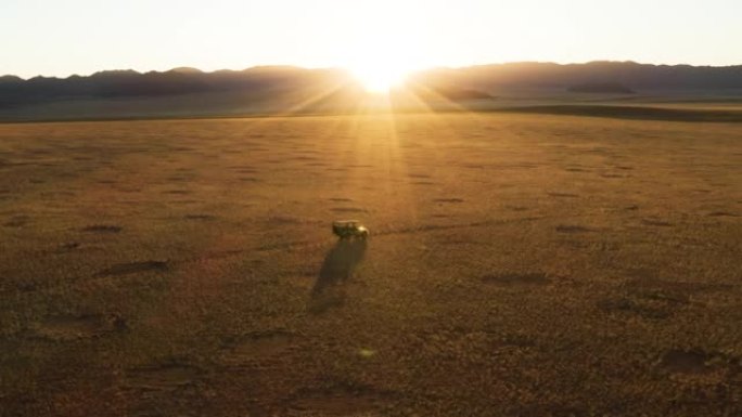 壮观的史诗般的鸟瞰图，一辆野生动物园的车辆驶过纳米布沙漠中著名的仙女圈，驶入日落