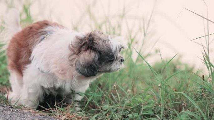 SLO MO Shih Tzu狗在拉屎