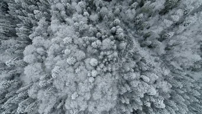 在冬季飞越常树和常绿树顶。被雪和霜覆盖的混交林中的植物。空中自上而下射击，UHD