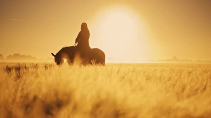 日落时分，金麦田里一匹马的女人的SLO MO剪影