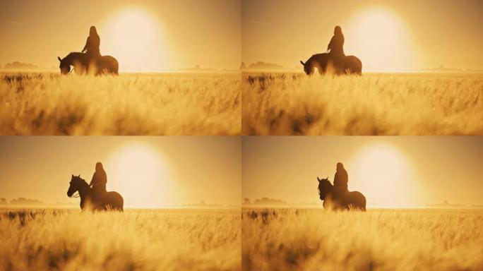 日落时分，金麦田里一匹马的女人的SLO MO剪影