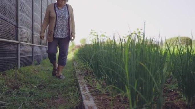 退休的高级妇女在蔬菜田里种菜