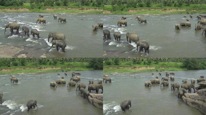 河流中的大象