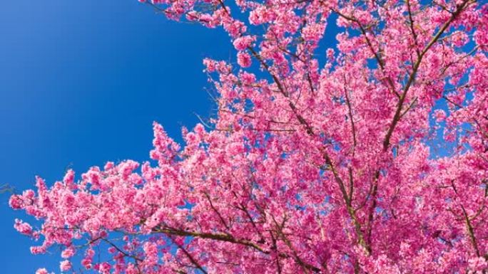 明亮的樱花在晴朗的天空背景下，春天美丽的晴天