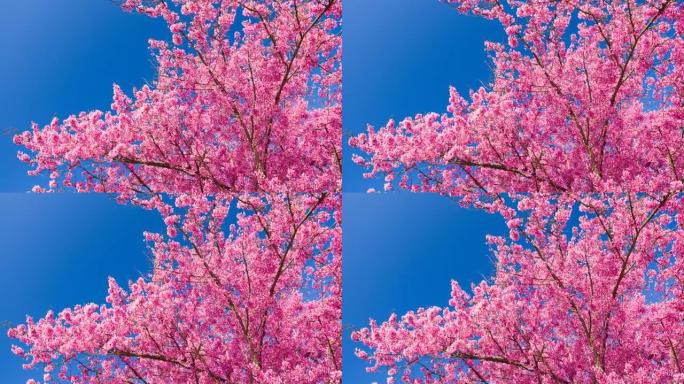 明亮的樱花在晴朗的天空背景下，春天美丽的晴天