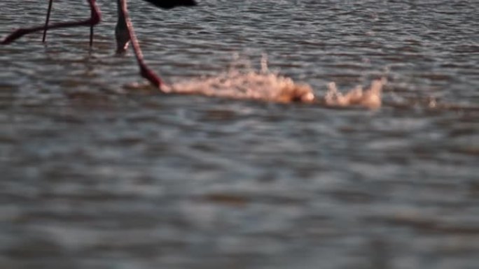 关闭粉红色火烈鸟掠过湖水面的腿