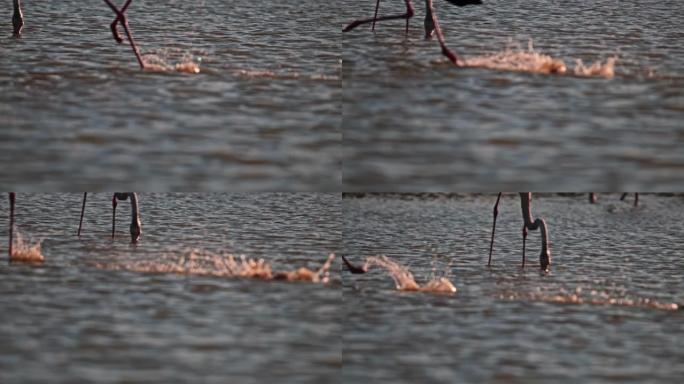 关闭粉红色火烈鸟掠过湖水面的腿
