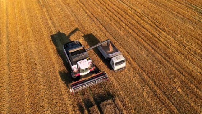 收割机的鸟瞰图将谷物倒入田间的卡车中