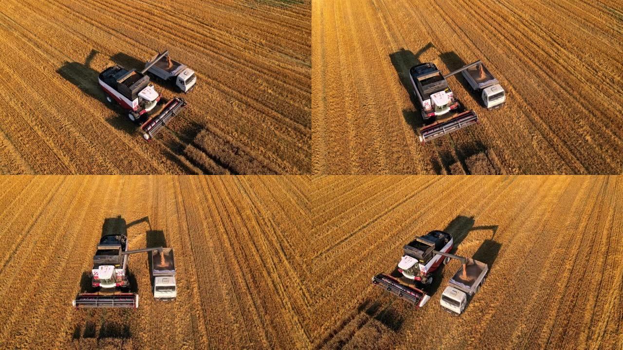 收割机的鸟瞰图将谷物倒入田间的卡车中