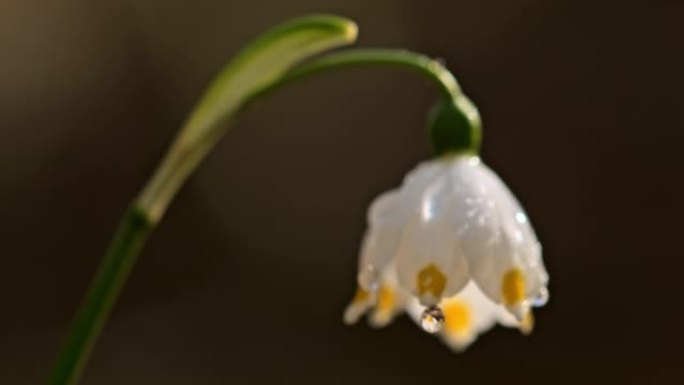 超级SLO MO特写水滴垂下雪花花的花朵